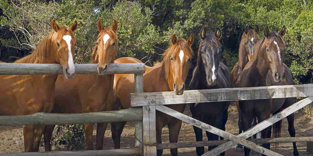 horses, grootbos private nature reserve, south africa
