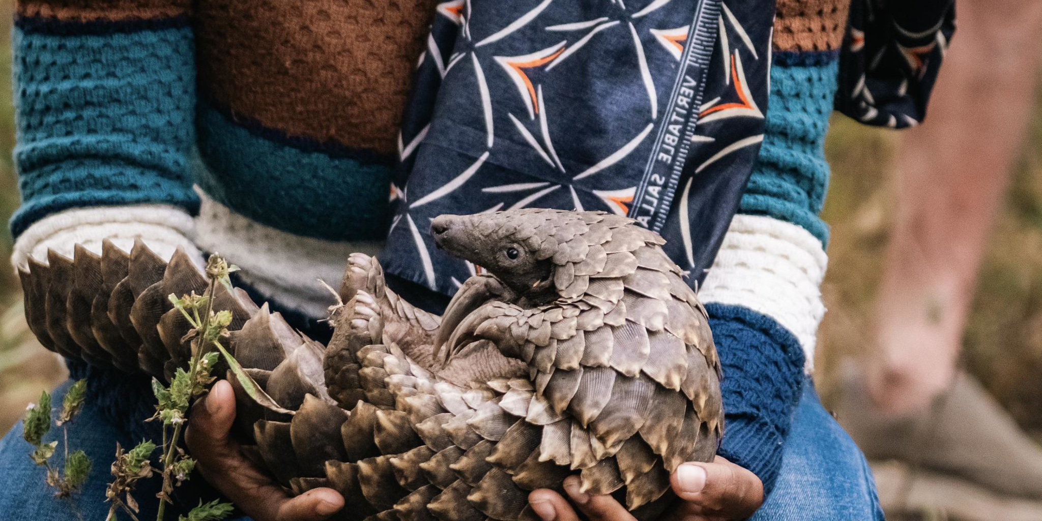 Pangolin, Muzimu Lodge, Gorongosa, Mozambique
