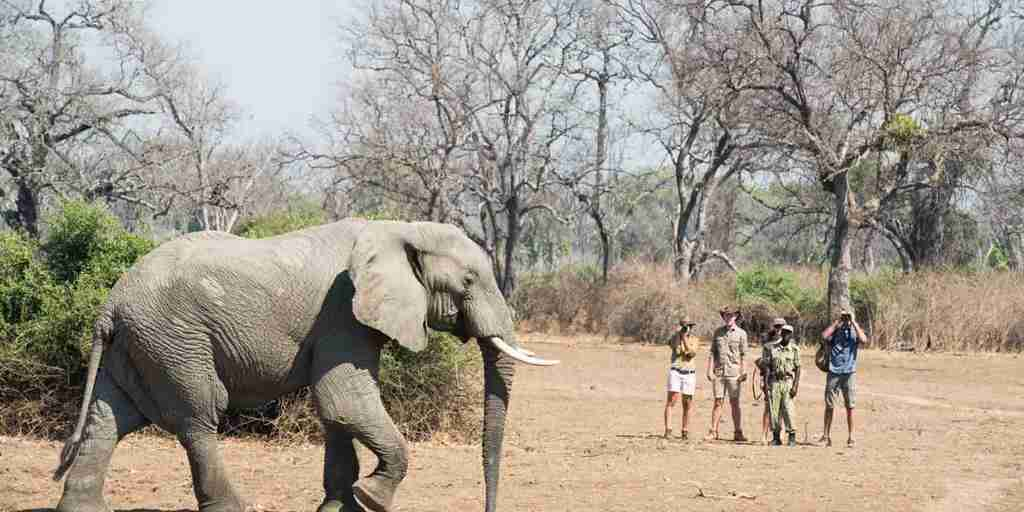 Elephant Safaris, Mwamba Bush Camp, South Luangwa, Zambia