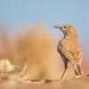 Dune Lark, Sossusvlei Desert Lodge, Sossusvlei, Namibia