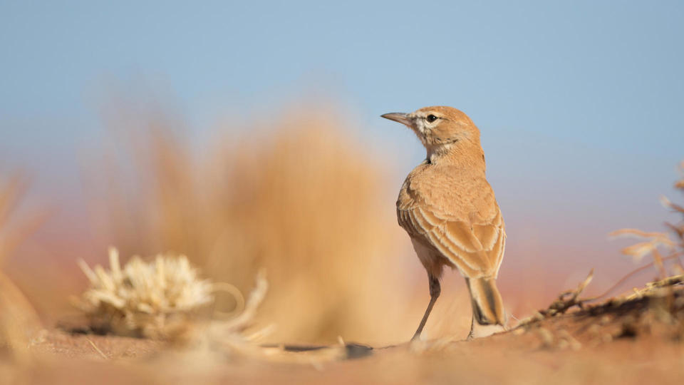Dune Lark, Sossusvlei Desert Lodge, Sossusvlei, Namibia