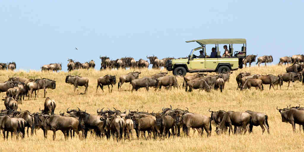Wildebeest migration Dunia Camp game drive 4