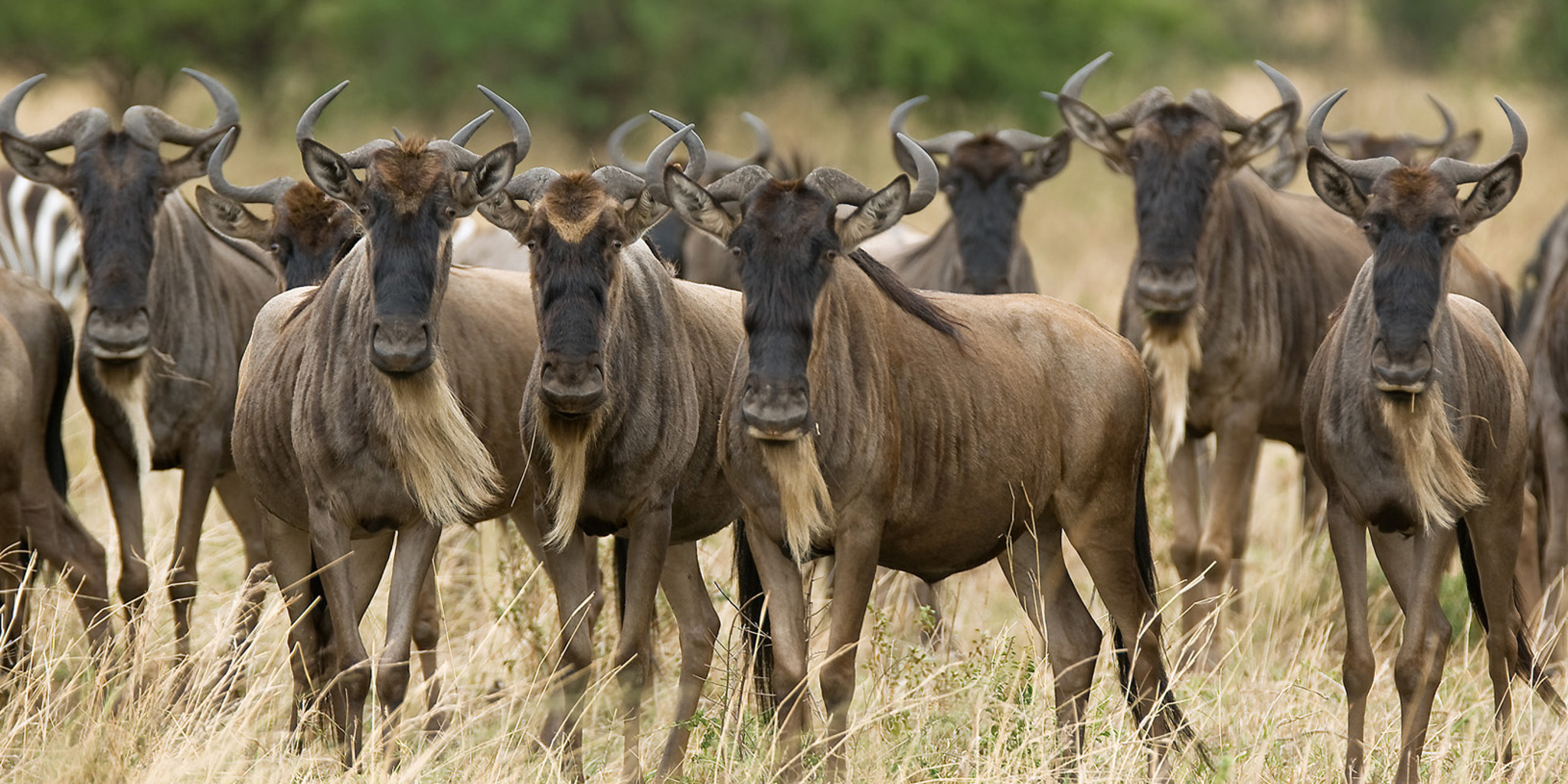 Olakira Camp wildebeest Serengeti