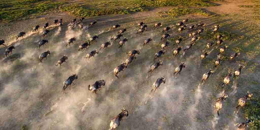Close up aerial wildebeest great migration