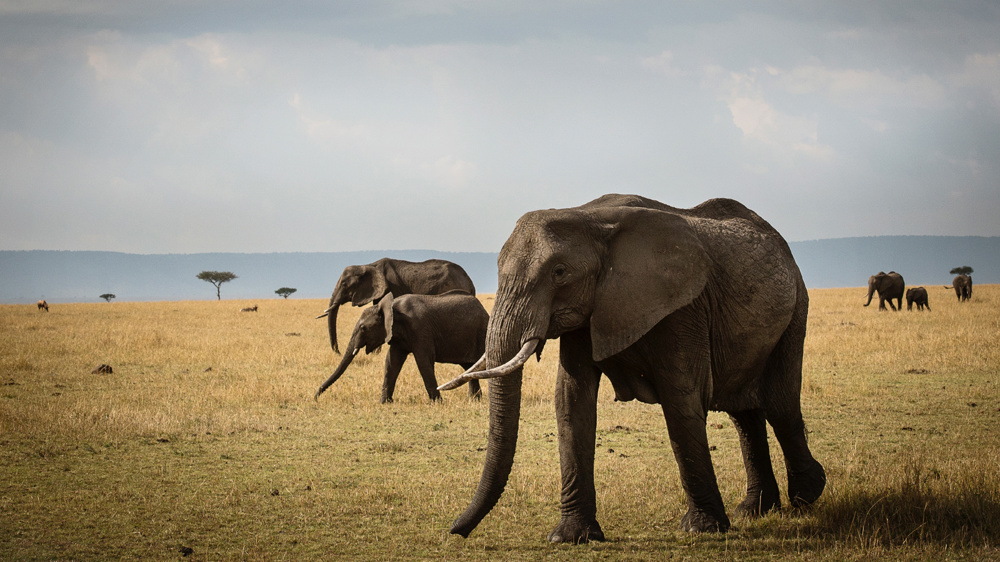 Elephants Kimondo Camp Elephants Eliza Deacon MR