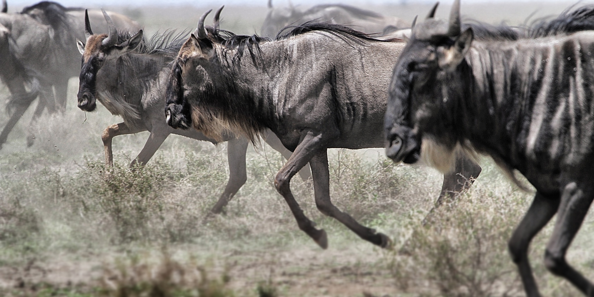 Running wildebeest herd, Serengeti National Park, Tanzania