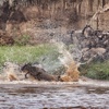 The Serengeti Great Migration - October