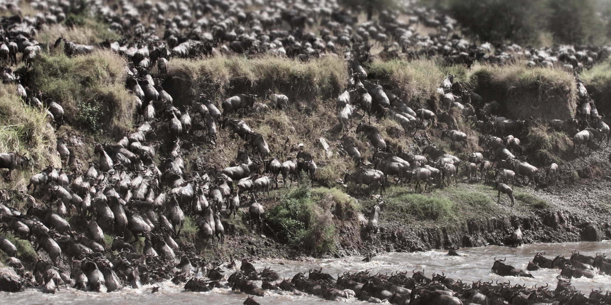 AWS  August Migration Crossings no. 4