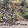 the serengeti's great migration 洋書 the serengeti´s great migration 洋書