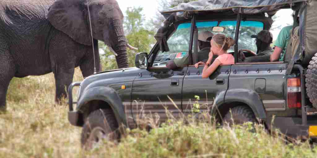 AWS Oct Elephant viewing from car