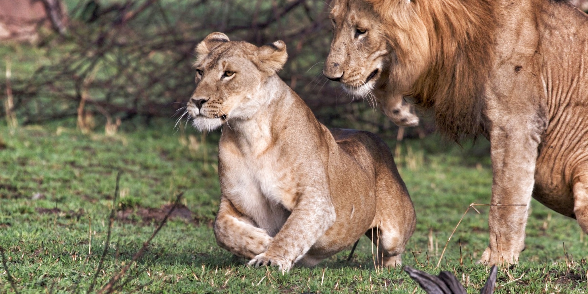 AWS Oct Mating Lion