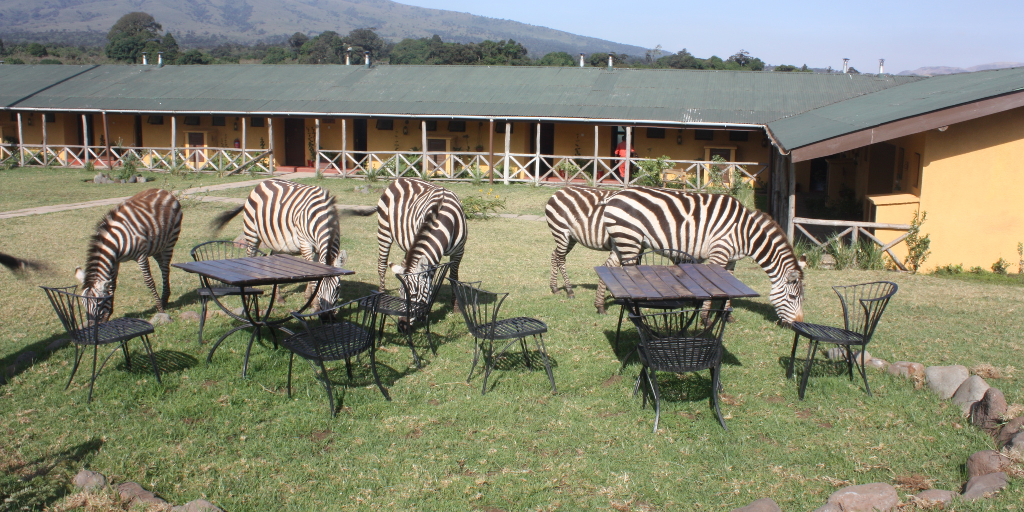 Rhino Lodge | Ngorongoro Crater Tanzania Lodges | Yellow Zebra Safaris
