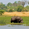 Selinda Camp   Luxury Safaris Botswana (17)