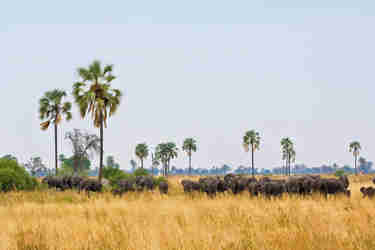 Selinda Camp   Luxury Safaris Botswana (20)