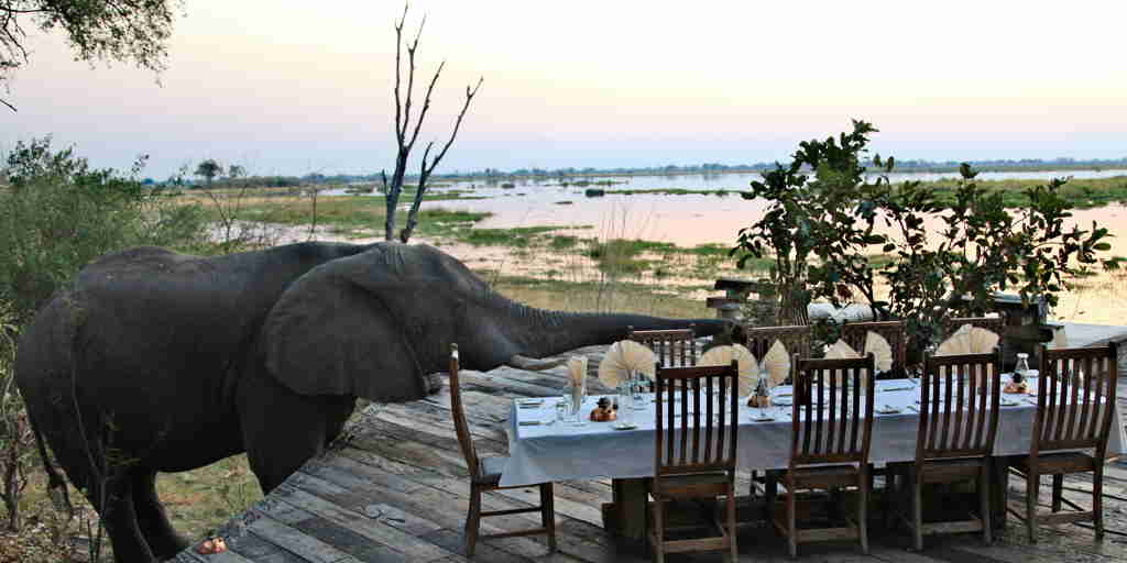 elephant, zarafa camp, botswana private reserves safaris