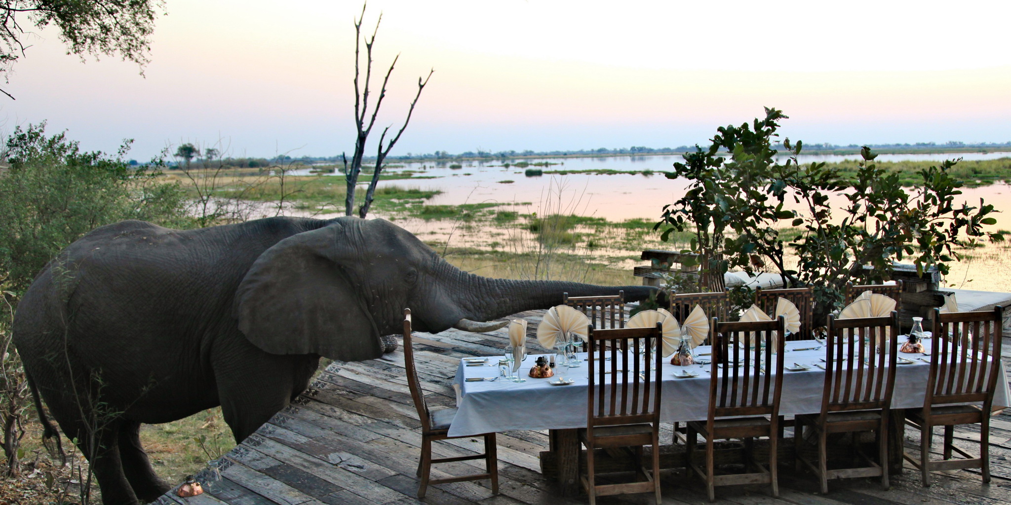 elephant, zarafa camp, botswana private reserves safaris