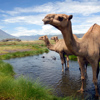 Camels, Lake Natron Camp, Tanzania safari, Africa