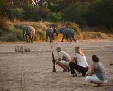 Get upclose and personal with walking safaris at Ruaha