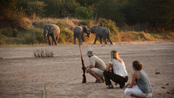 Get upclose and personal with walking safaris at Ruaha