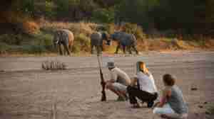 Get upclose and personal with walking safaris at Ruaha