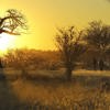 Walking Safari, Kichaka Lodge, Ruaha National Park, Tanzania