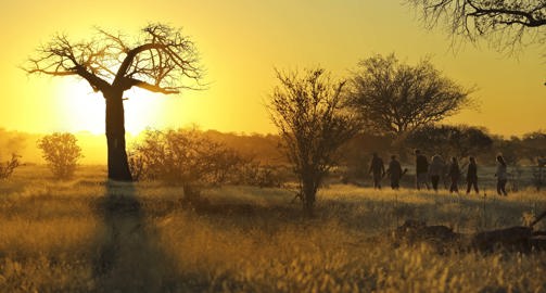 Walking Safari, Kichaka Lodge, Ruaha National Park, Tanzania