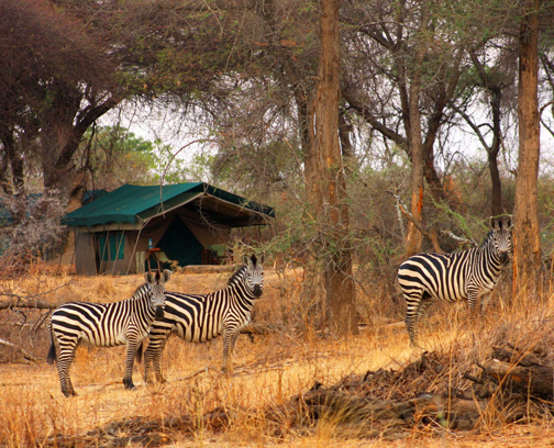 Zebras, Mdonya Old River, Ruaha National Park, Tanzania