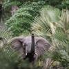 Elephant, Muzimu Lodge, Gorongosa, Mozambique