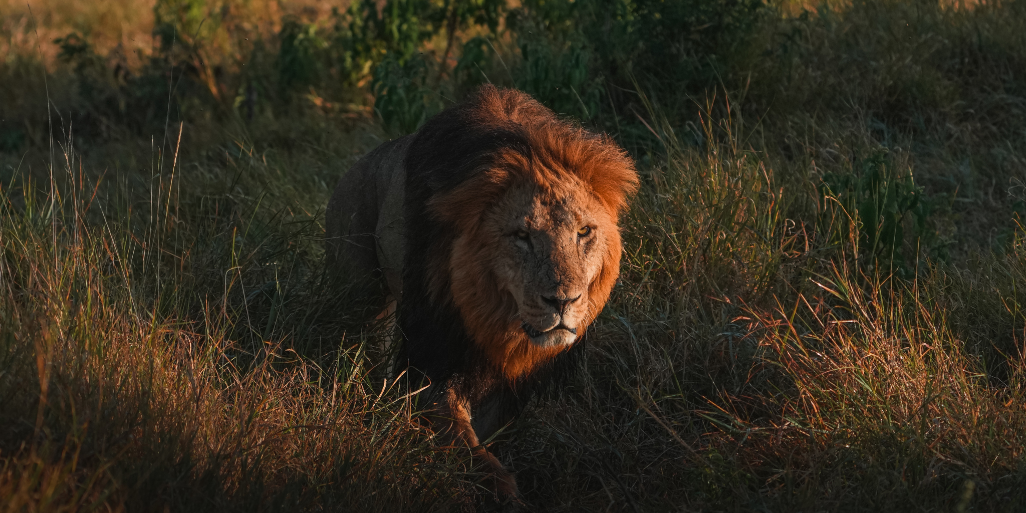 Lion, Lengishu, Lewa Borana Landscape, Kenya