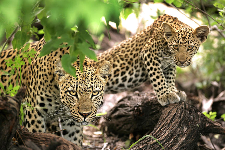 Leopards, Ngala Tented Camp, Timbavati, South Africa