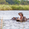 Hippos, Sediba Sa Rona, Moremi Game Reserve, Botswana