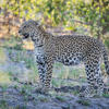 Leopard, Savute Safari Lodge, Savute, Botswana