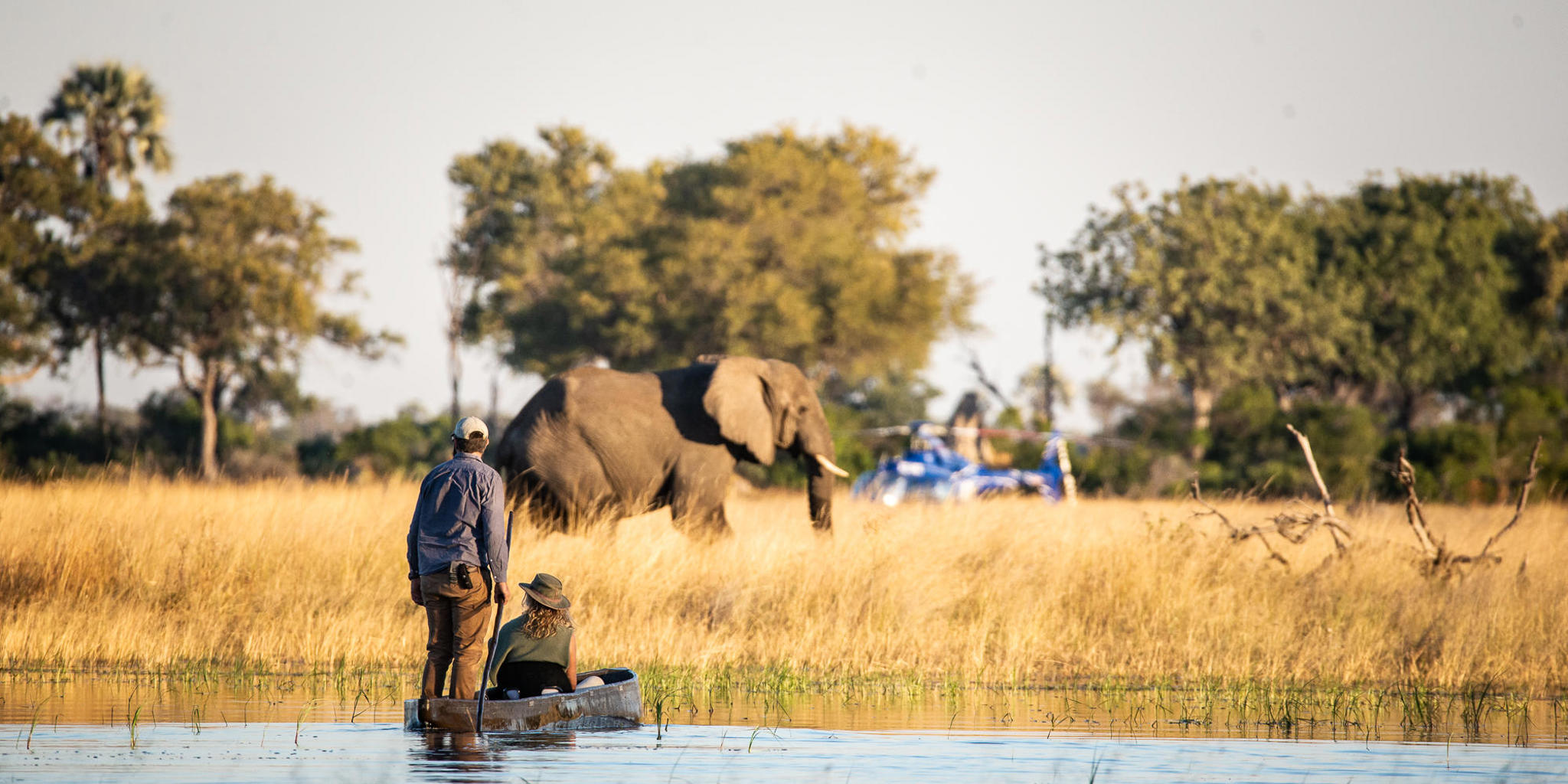 Mokoro Elephant, Beagle Expeditions, Okavango Delta, Botswana