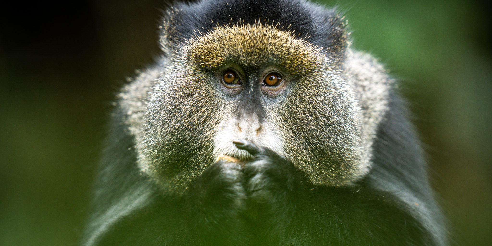 Wildlife, Bisate Reserve, Volcanoes National Park, Rwanda