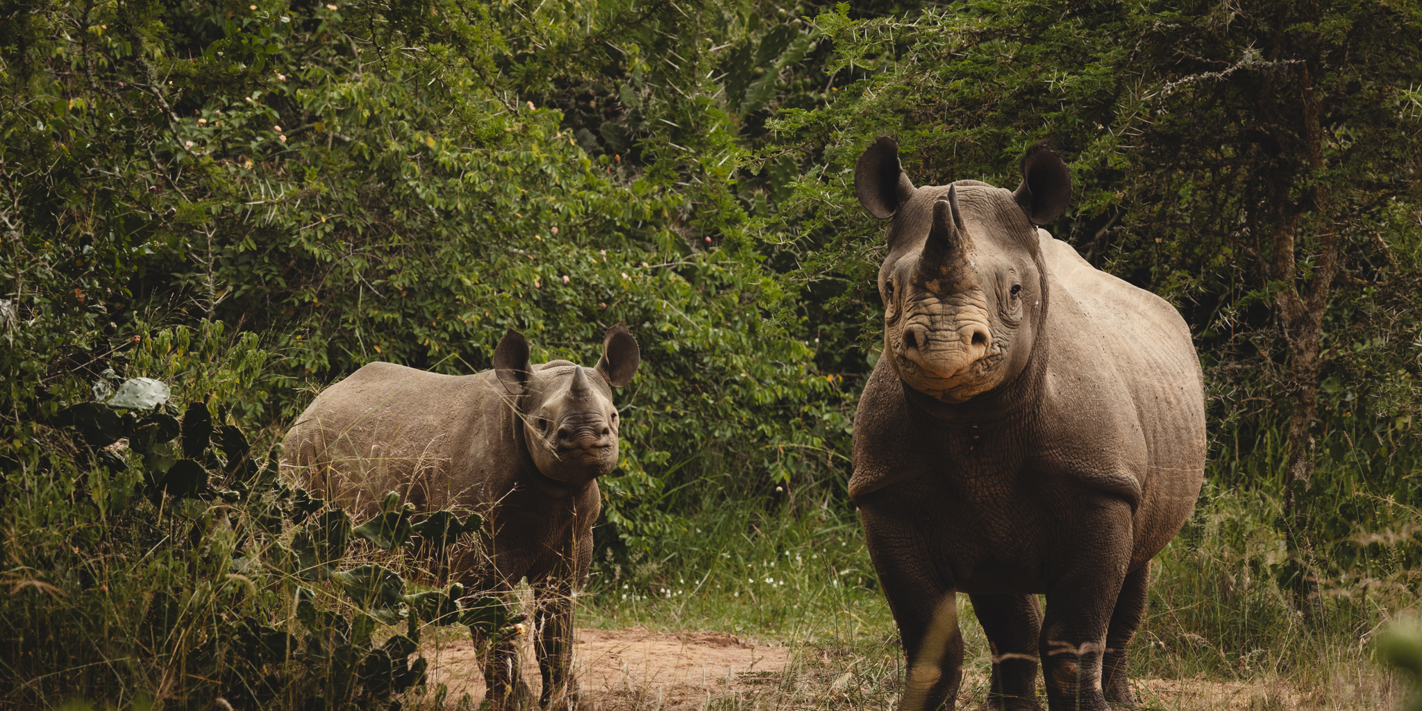 Rhino, Magashi, Akagera National Park, Rwanda
