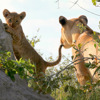 Lion Cub, Lagoon Camp, Kwando Reserve, Botswana
