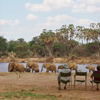 Elephants 2, Sarara Wilderness, Samburu, Kenya