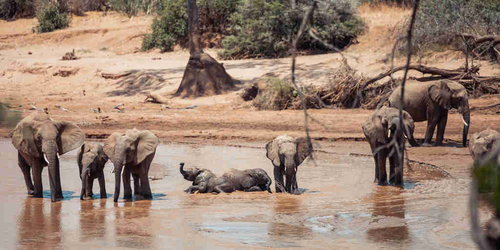 Elephants, Soroi Larsens, Samburu NR, Kenya