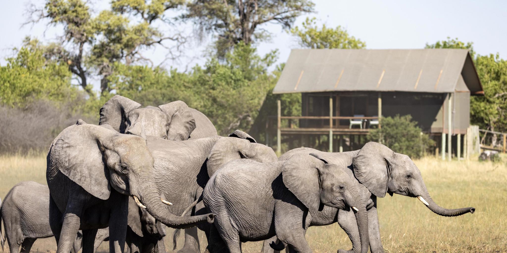 Elephants, Mokolwane, Okavangao Delta, Botswana