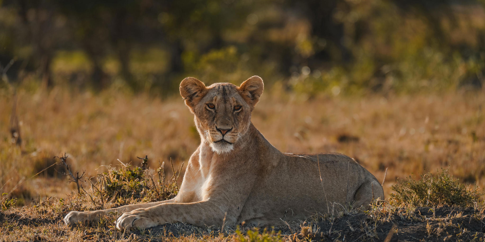 Lion, Roca River Camp, Maasai Mara, Kenya