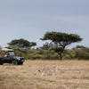 Game Drive, HRC, Mara Conservancy, Kenya