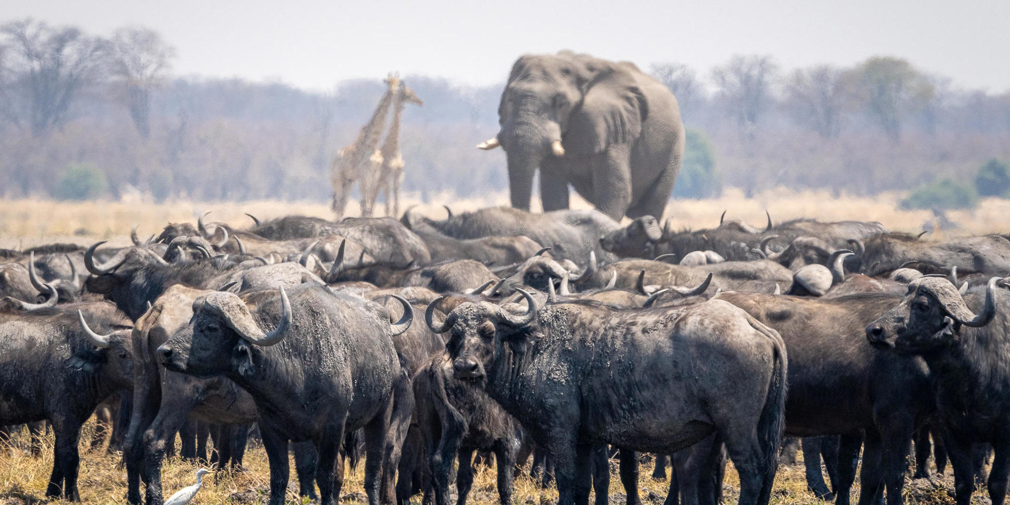 Wilderness Mokete | Okavango Delta Lodges | Yellow Zebra Safaris