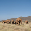 Elephants, Sarara Wilderness, Samburu, Kenya