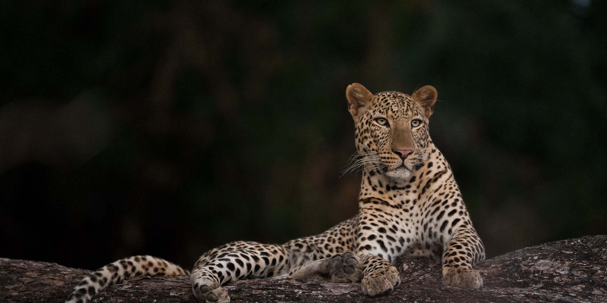 Leopard, Nkonzi Bush Camp, South Luangwa, Zambia