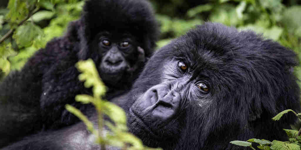 Gorillas, Wilderness Bisate Reserve, Volcanoes NP, Rwanda