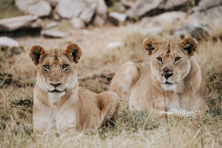 Lions, Usawa, The Serengeti, Tanzania