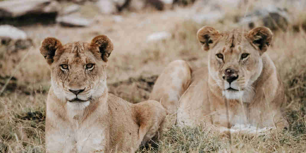 Lions, Usawa, The Serengeti, Tanzania