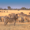 Zebra, Tawana, Moremi Game Reserve, Botswana