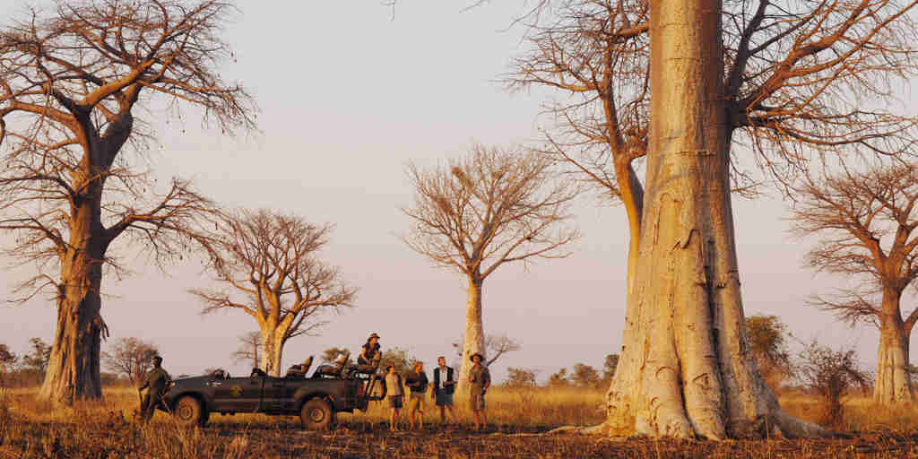 Baobab Tree, Mwamba Bush Camp, South Luangwa, Zambia