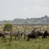 zebra, nimali serengeti, serengeti np, tanzania